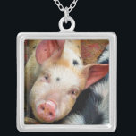 VARKENS ZILVER VERGULDEN KETTING<br><div class="desc">Dit schattige kleine varken wil gewoon zeggen: "Hoi"! England UK. com</div>