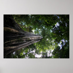 Varkensboom in het regenwoud van Tangkoko in Sulaw Poster