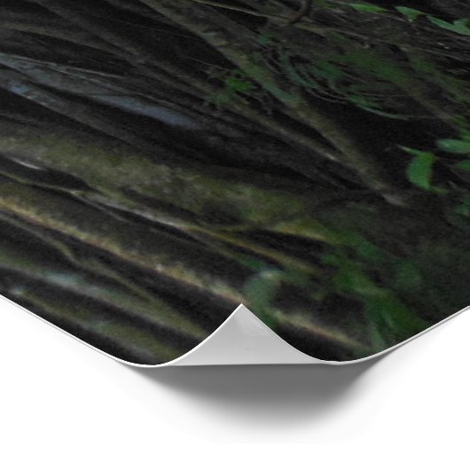 Varkensboom Poster (Hoek)