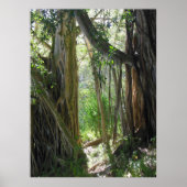 Varkensboom Poster (Voorkant)