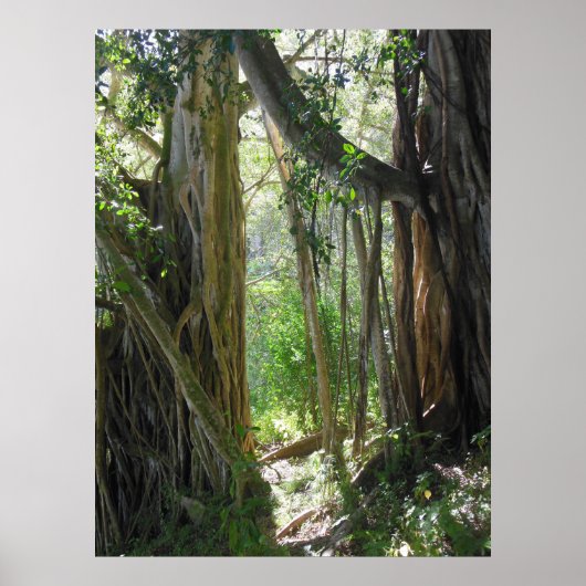 Varkensboom Poster (Voorkant)