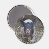 Varkensbout in stro magneet (Voorkant / Achterkant)