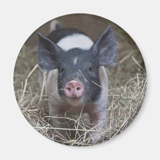 Varkensbout in stro magneet (Voorkant)