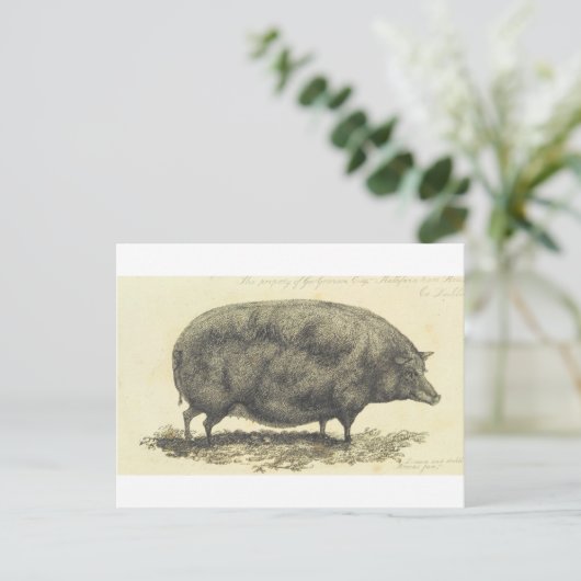  varkensetsen met tekstkaart briefkaart (Staand voorkant)