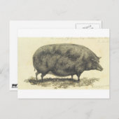 varkensetsen met tekstkaart briefkaart (Voorkant / Achterkant)