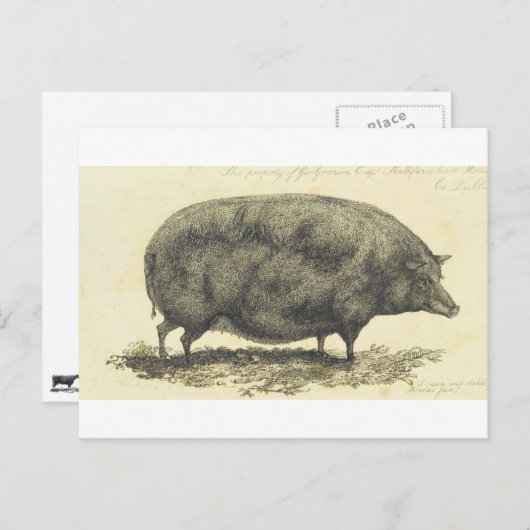 varkensetsen met tekstkaart briefkaart (Voorkant / Achterkant)