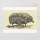 varkensetsen met tekstkaart briefkaart (Voorkant)