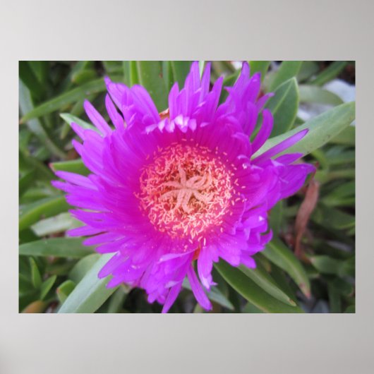 Varkensgezicht Poster (Voorkant)