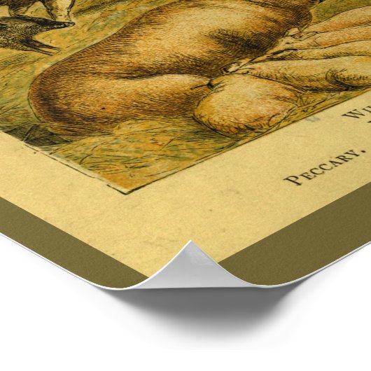  Varkenshaar Natuurgeschiedenis Druk Poster (Hoek)