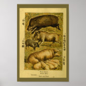  Varkenshaar Natuurgeschiedenis Druk Poster (Voorkant)