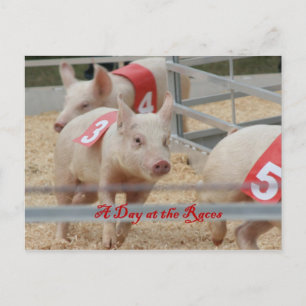 Varkenshaar, rasfoto's voor varkens, roze varken briefkaart
