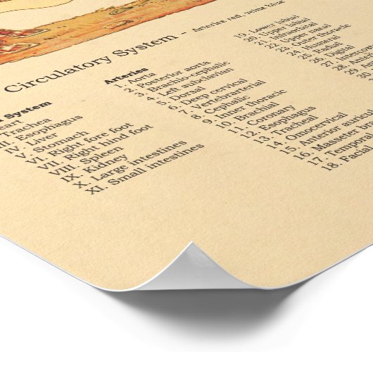 Varkenshandel Veterinaire Anatomiegrafiek Poster (Hoek)