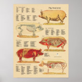 Varkenshandel Veterinaire Anatomiegrafiek Poster (Voorkant)