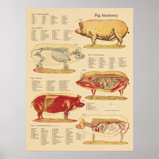 Varkenshandel Veterinaire Anatomiegrafiek Poster (Voorkant)