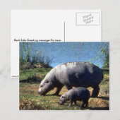 Varkenskoe met kleine kalveren briefkaart (Voorkant / Achterkant)