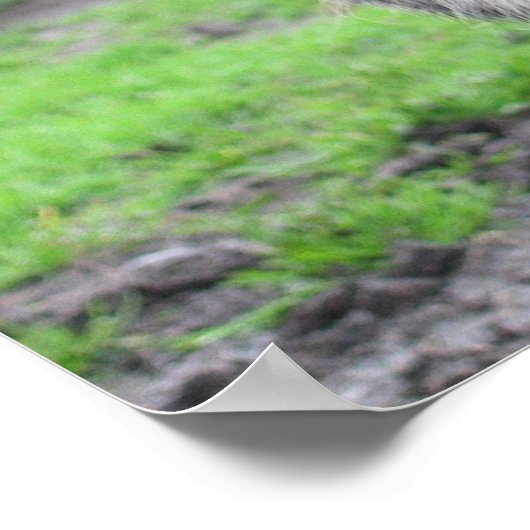 Varkenspaat Poster (Hoek)