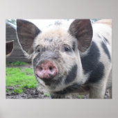 Varkenspaat Poster (Voorkant)