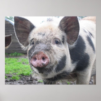 Varkenspaat Poster