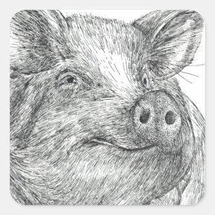 Varkenspiglet Vierkante Sticker