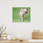 Varkensplaat Poster (Keuken)