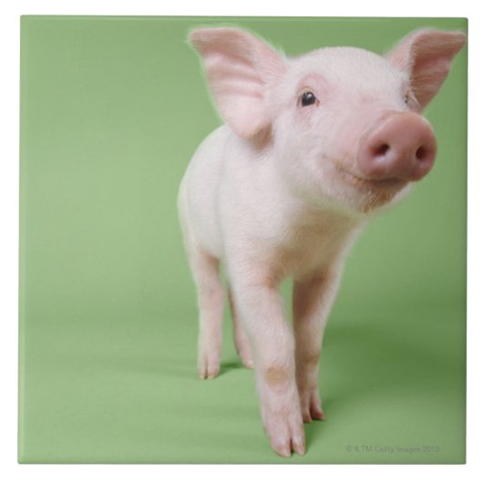 Varkensplaat Tegeltje (Voorkant)