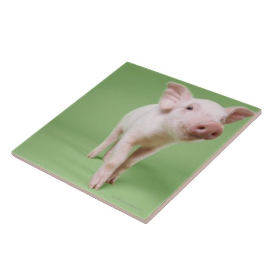 Varkensplaat Tegeltje (Zijkant)