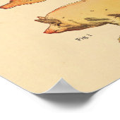 Varkensspier Anatomie Grafiek Poster (Hoek)