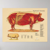 Varkensspier Anatomie Grafiek Poster (Voorkant)