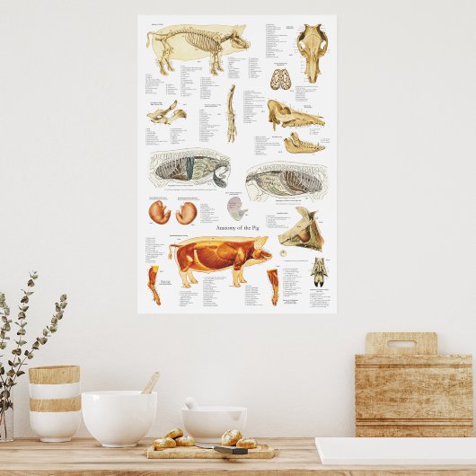 Varkensspier Anatomie Veterinaire Grafiek Poster (Keuken)