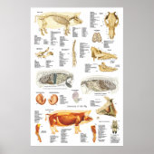 Varkensspier Anatomie Veterinaire Grafiek Poster (Voorkant)