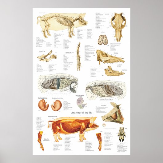 Varkensspier Anatomie Veterinaire Grafiek Poster (Voorkant)