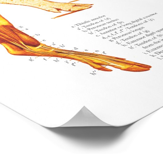 Varkensspier- en skeletanatomische Poster (Hoek)