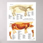 Varkensspier- en skeletanatomische Poster (Voorkant)