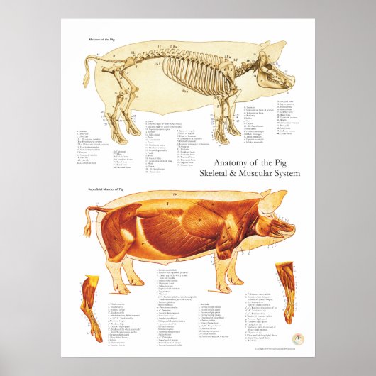 Varkensspier- en skeletanatomische Poster (Voorkant)
