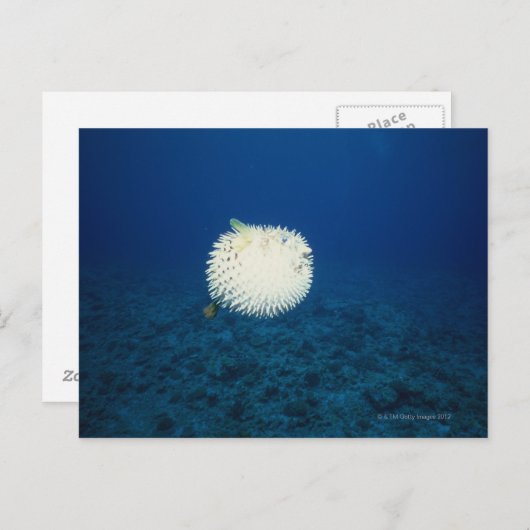 Varkensvis Briefkaart (Voorkant / Achterkant)