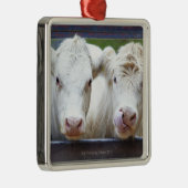 Varkensvlees van jonge witte koeien tijdens het vo metalen ornament (Rechts)