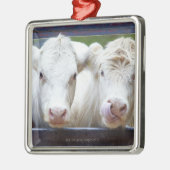 Varkensvlees van jonge witte koeien tijdens het vo metalen ornament (Links)