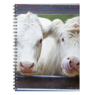 Varkensvlees van jonge witte koeien tijdens het vo notitieboek