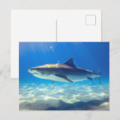 Varkenszwemmen Blauwe Oceaan Water Briefkaart (Voorkant / Achterkant)