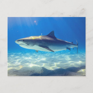 Varkenszwemmen Blauwe Oceaan Water Briefkaart