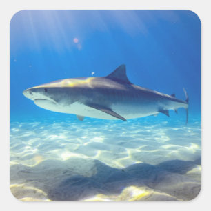 Varkenszwemmen Blauwe Oceaan Water Vierkante Sticker