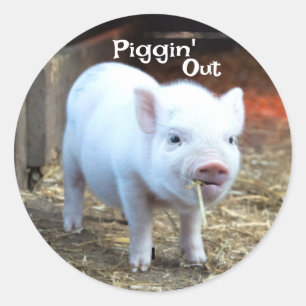 Varkentjes op de boerderij ronde sticker