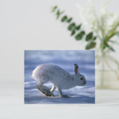 Varying Hare/Snowshoe Rabbit die open loopt Briefkaart (Staand voorkant)