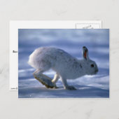 Varying Hare/Snowshoe Rabbit die open loopt Briefkaart (Voorkant / Achterkant)