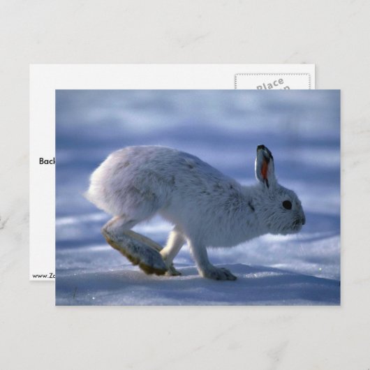 Varying Hare/Snowshoe Rabbit die open loopt Briefkaart (Voorkant / Achterkant)