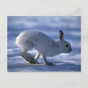 Varying Hare/Snowshoe Rabbit die open loopt Briefkaart