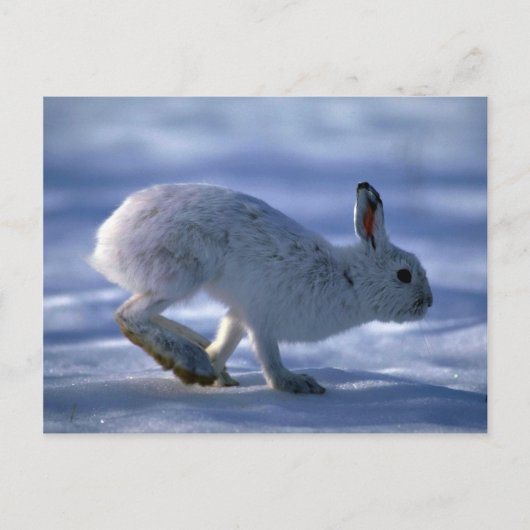Varying Hare/Snowshoe Rabbit die open loopt Briefkaart (Voorkant)