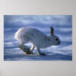 Varying Hare/Snowshoe Rabbit die open loopt Poster