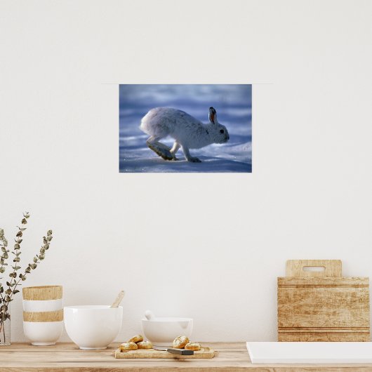 Varying Hare/Snowshoe Rabbit die open loopt Poster (Keuken)