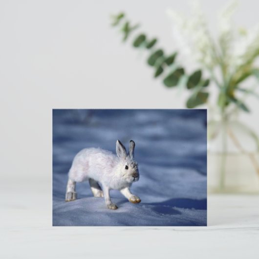 Varying Hare/Snowshoe Rabbit op open sneeuw Briefkaart (Staand voorkant)